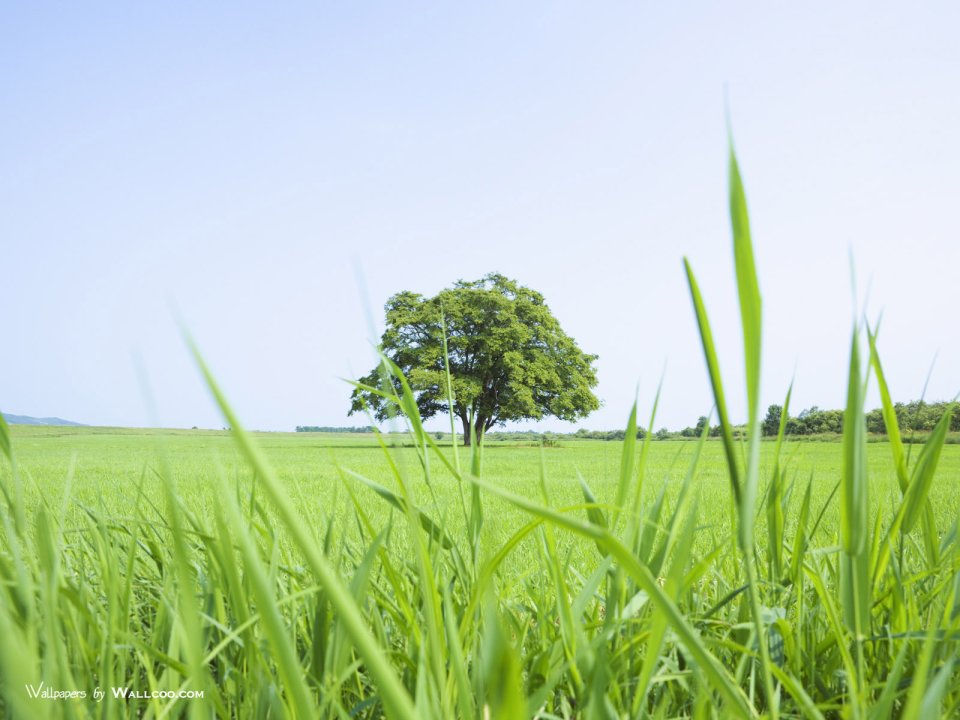 green-grassland-under-sky-photo-035