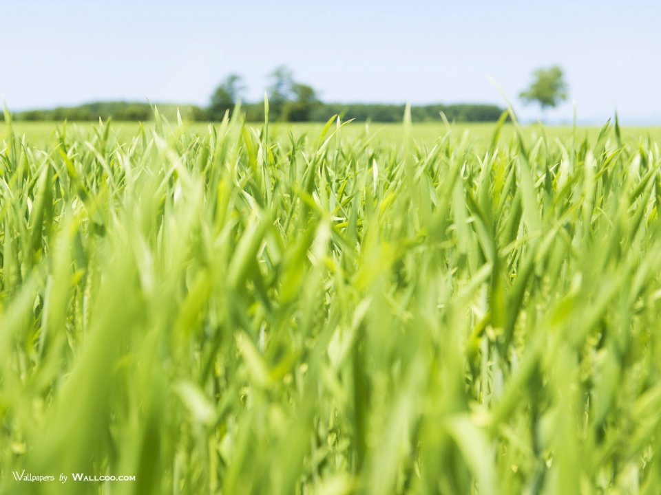green-grassland-under-sky-photo-124
