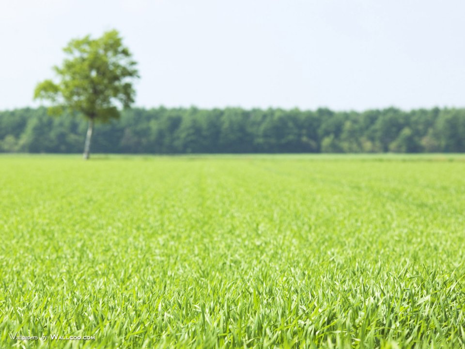 green-grassland-under-sky-photo-136