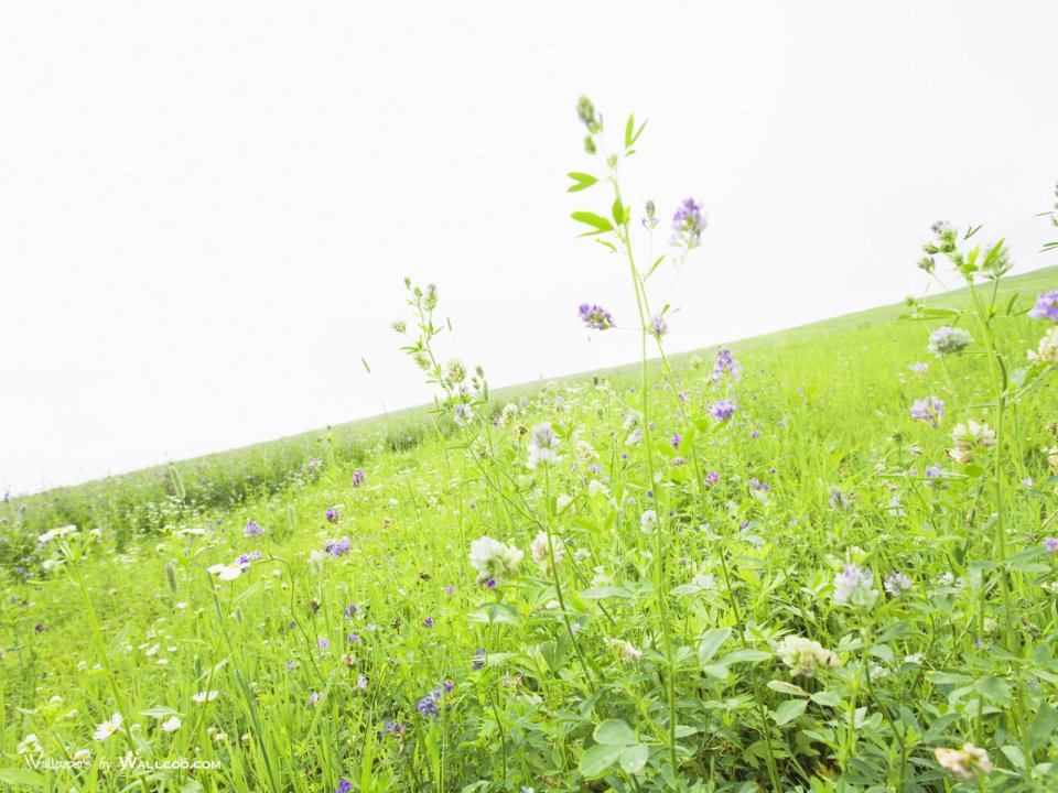 green-grassland-under-sky-photo-147