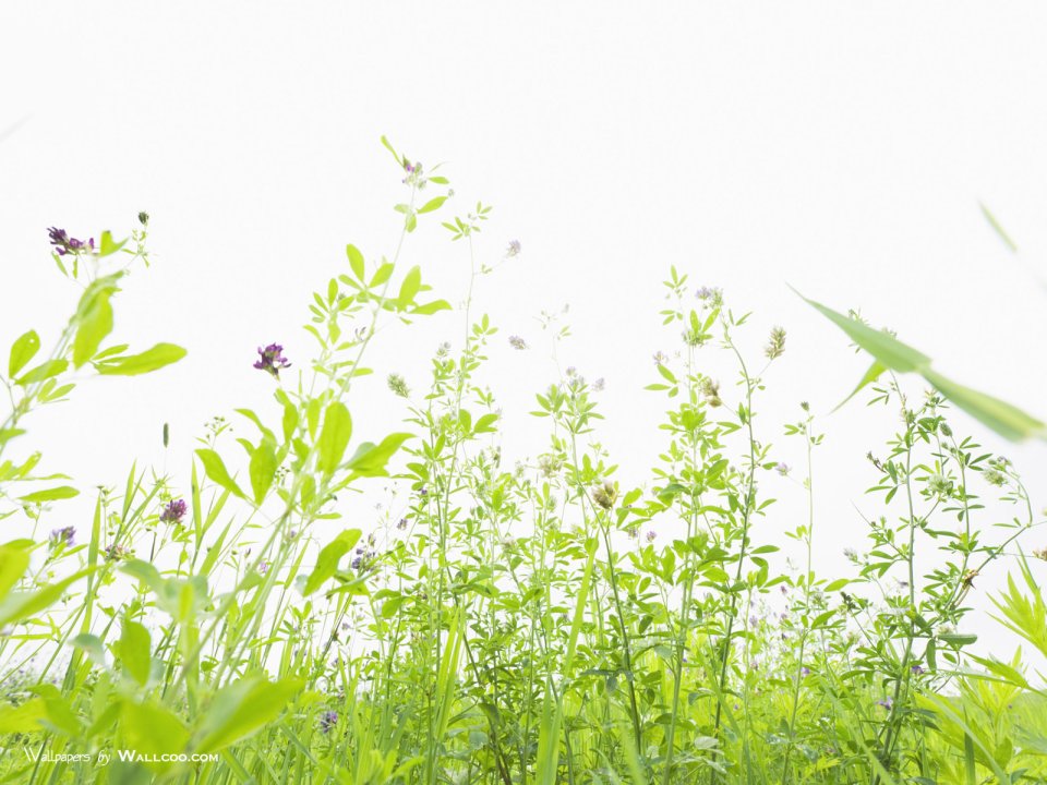 green-grassland-under-sky-photo-149