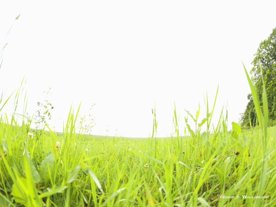green-grassland-under-sky-photo-150