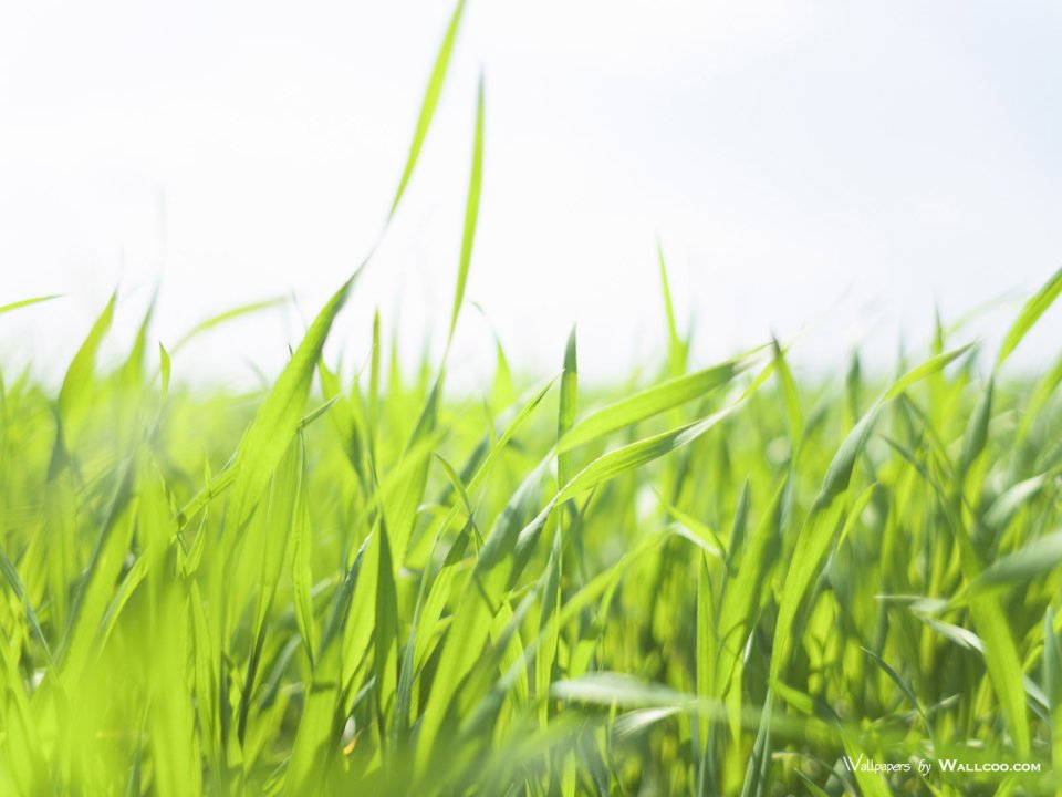 green-grassland-under-sky-photo-154