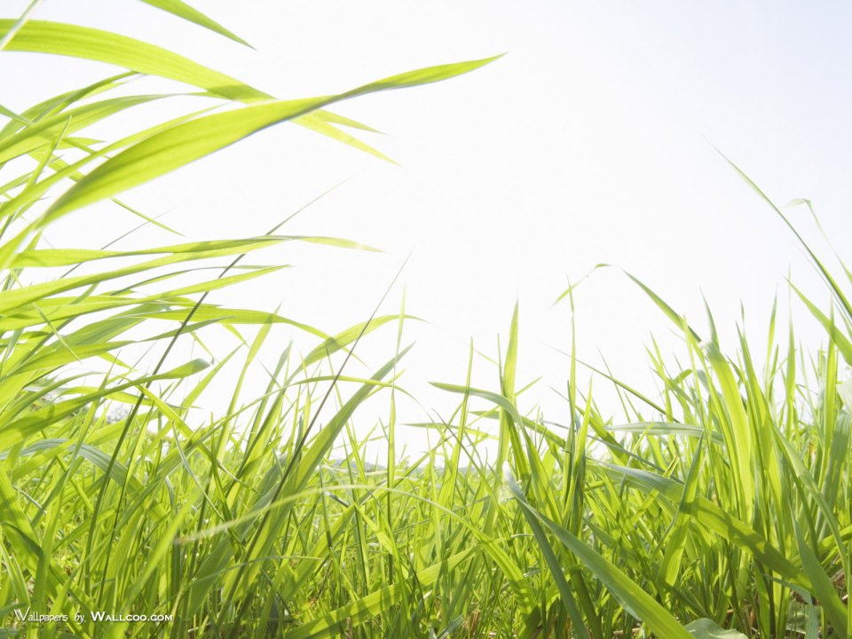 green-grassland-under-sky-photo-158
