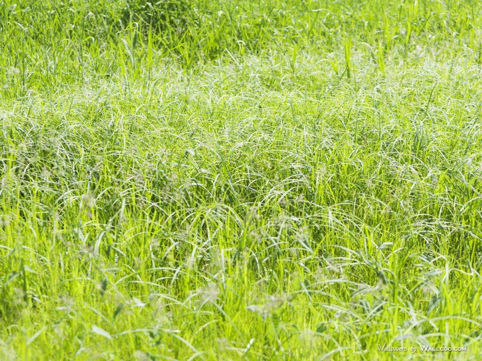 green-grassland-under-sky-photo-161