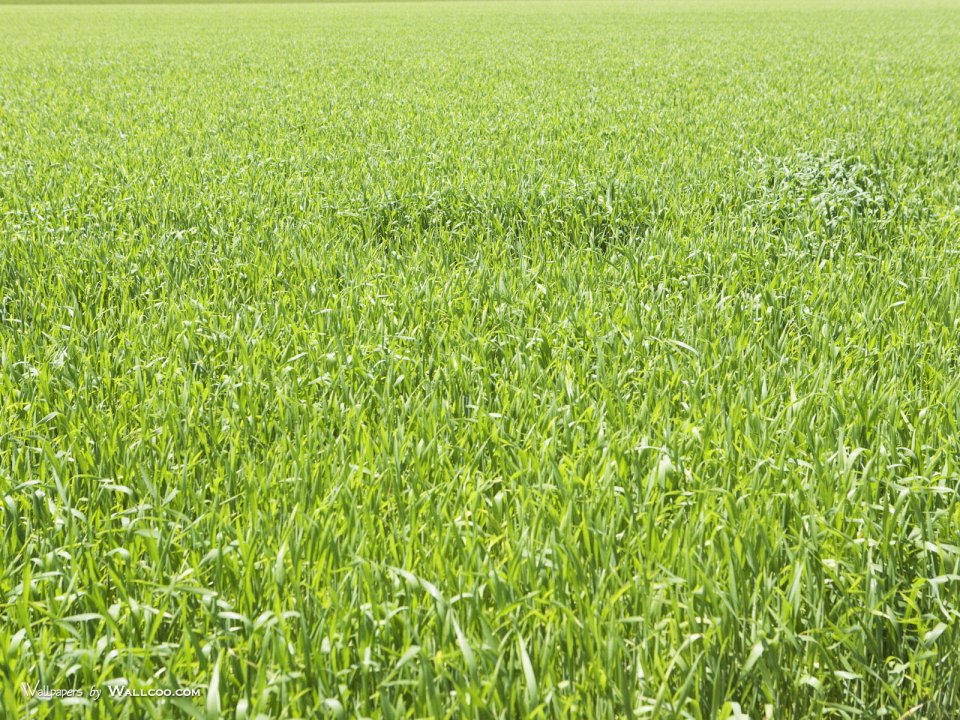 green-grassland-under-sky-photo-162