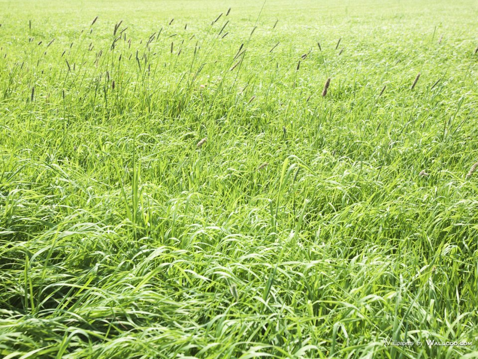 green-grassland-under-sky-photo-163