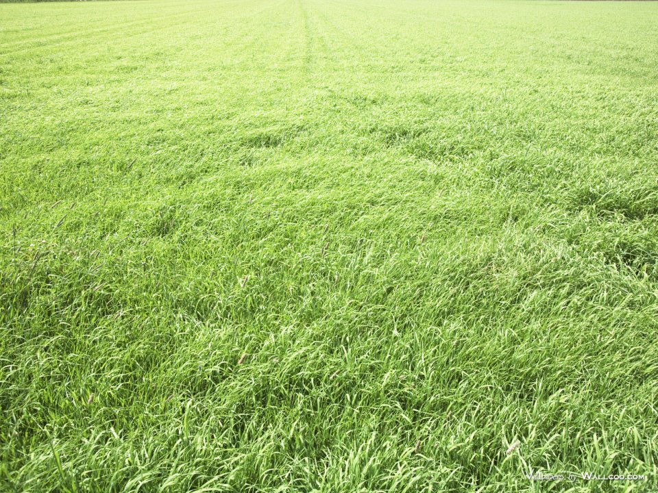 green-grassland-under-sky-photo-164