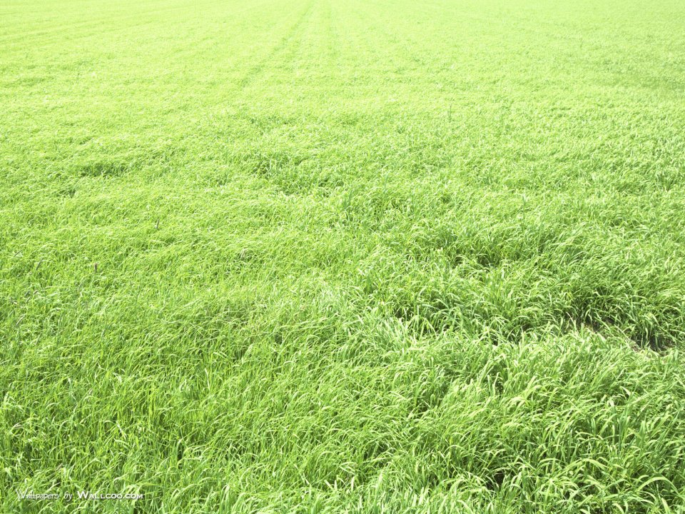 green-grassland-under-sky-photo-165