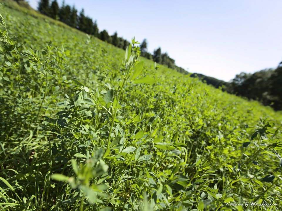 green-grassland-under-sky-photo-198