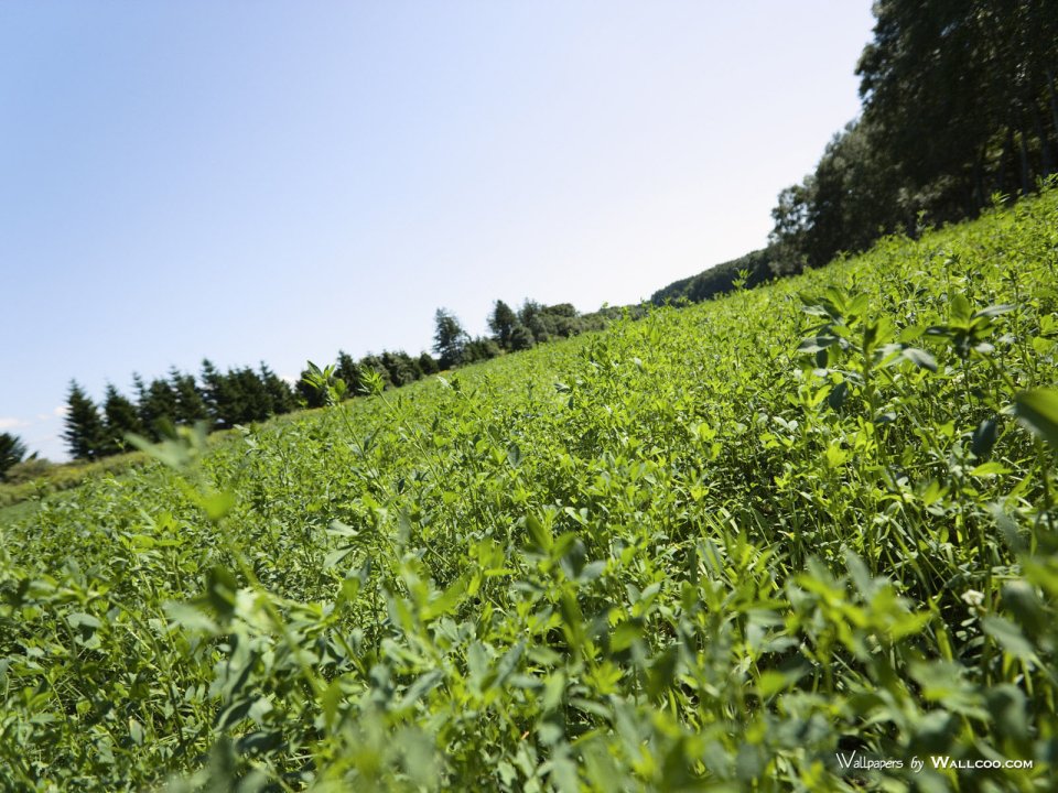 green-grassland-under-sky-photo-199