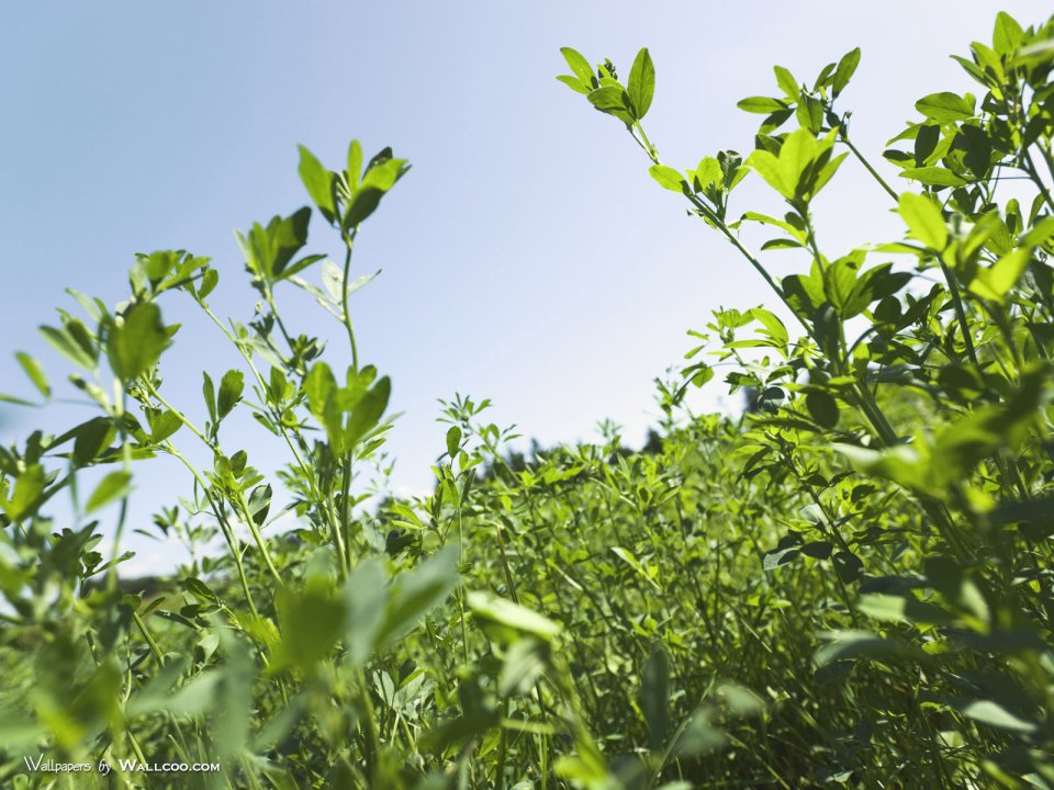 green-grassland-under-sky-photo-200
