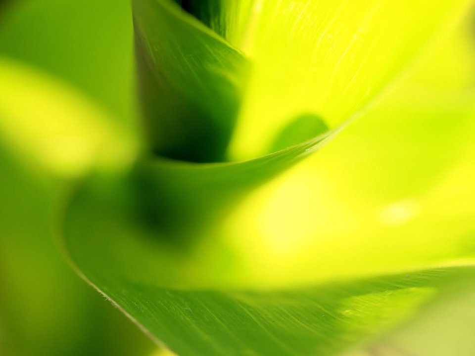 green_leaves_vplants_x3_0011