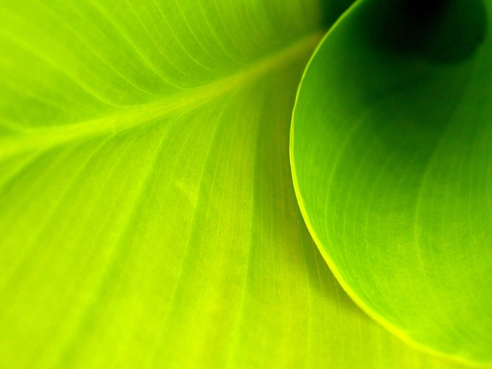 green_leaves_vplants_x3_0015