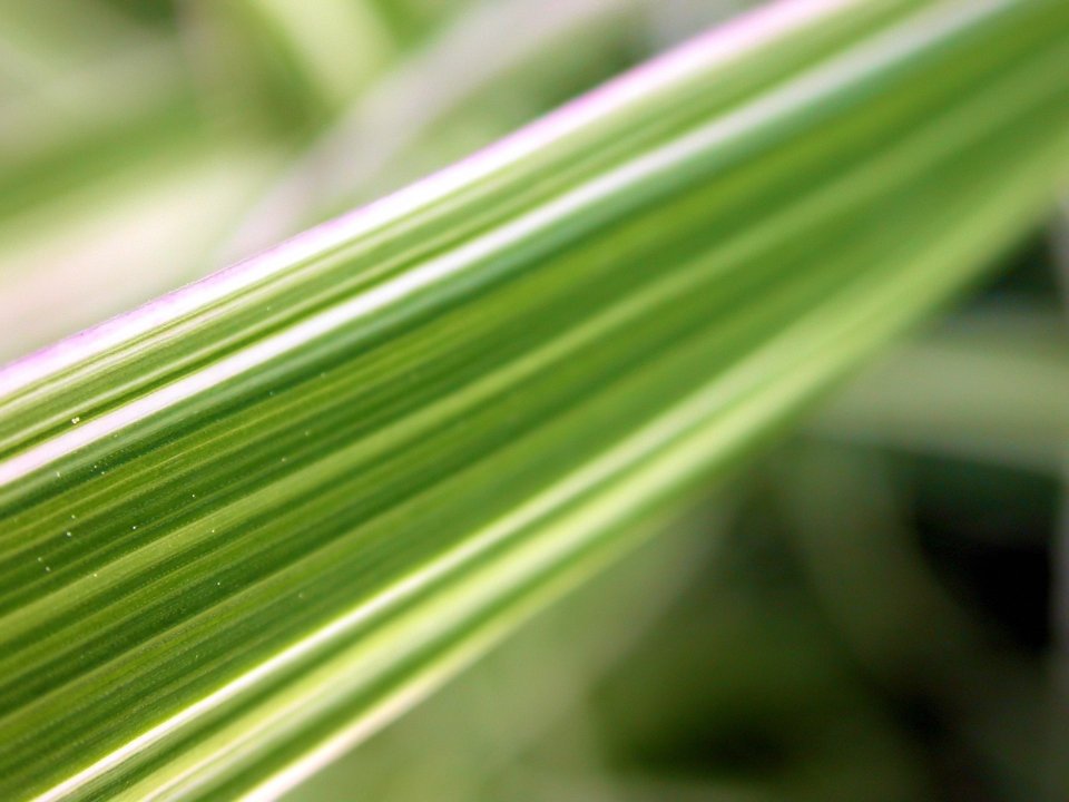 green_leaves_vplants_x3_005