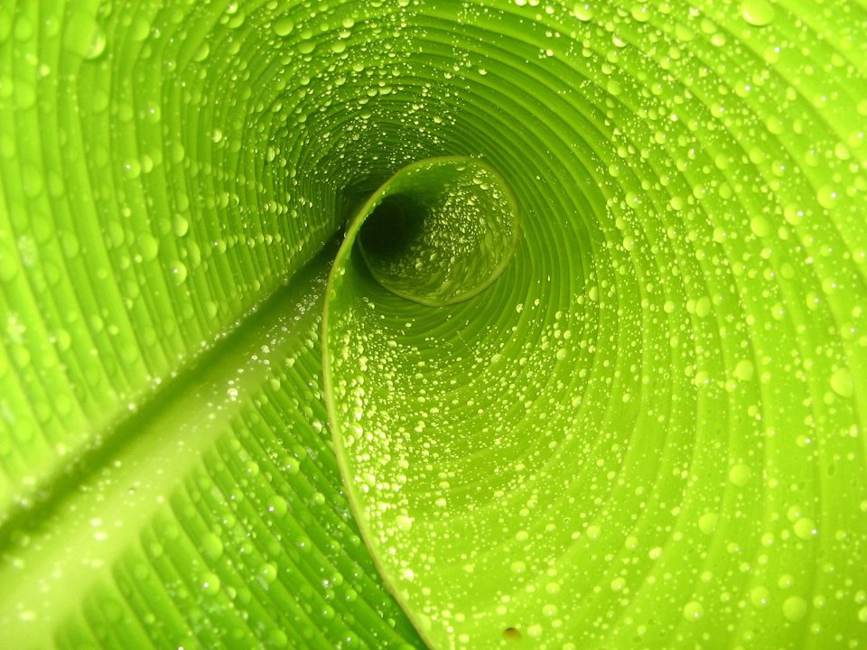 green_leaves_vplants_x3_006