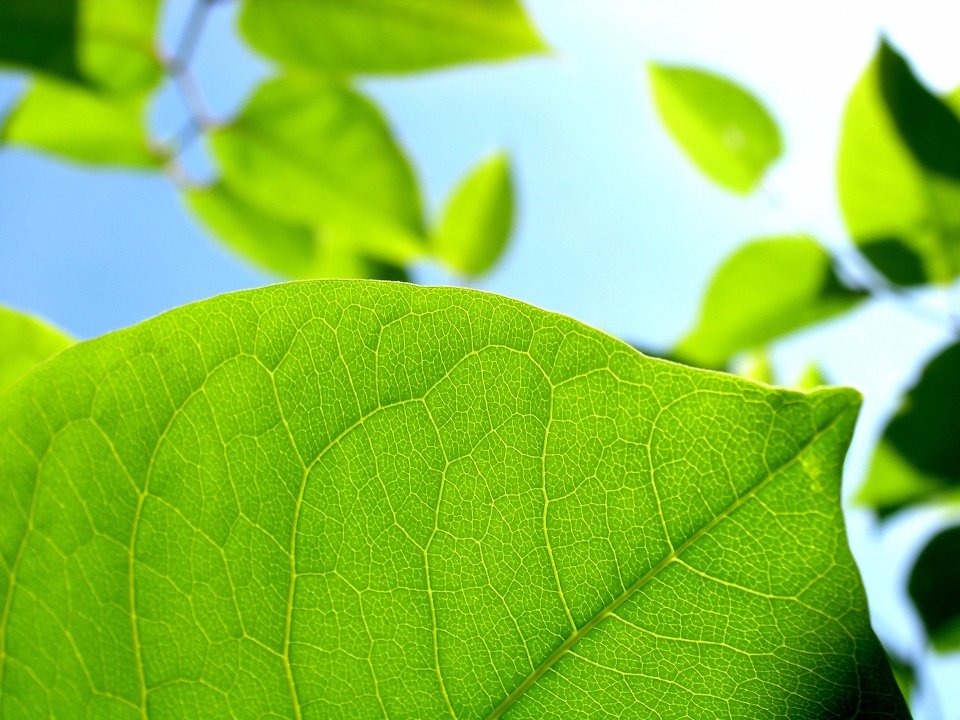 green_leaves_vplants_x3_009