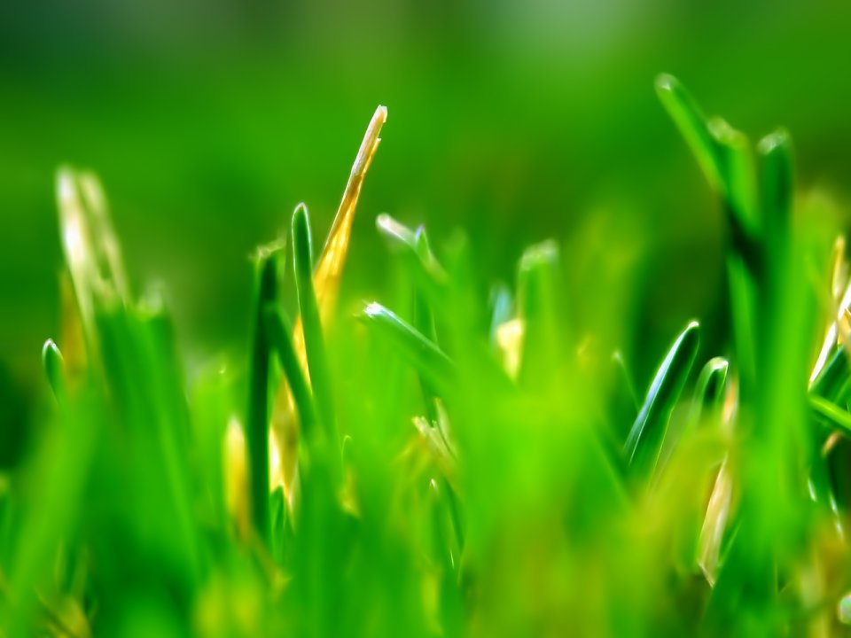 Green_With_Envy