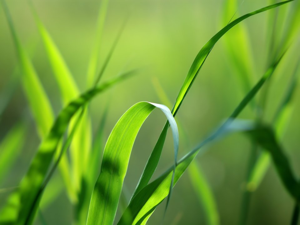 GreenGrass