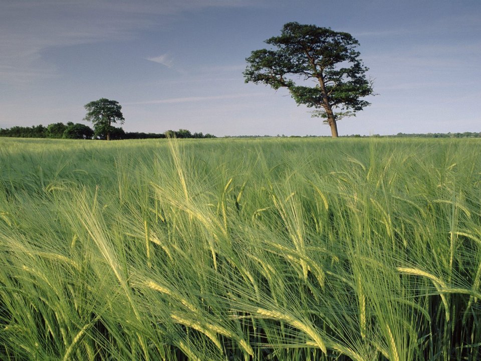 greenx1200_003