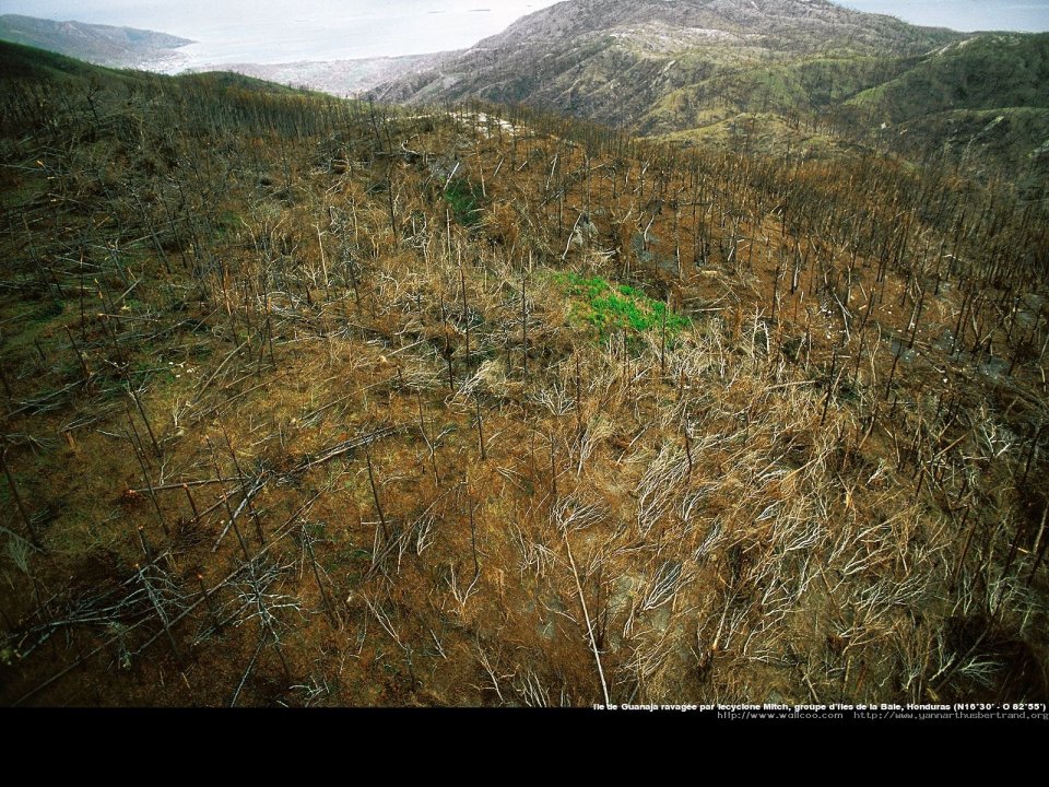 Guanaja ravaged by HUrricane Mitch, Bay Islands, Honduras