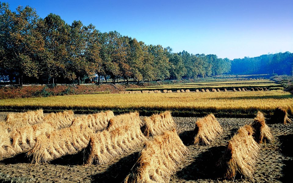 Haystacks in Field, Korea