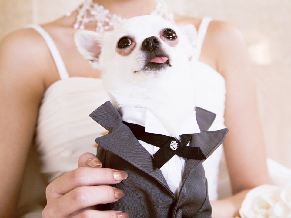 HR157_350A_wedding_dog