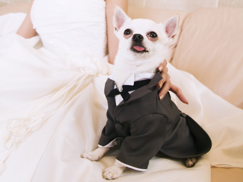 HR158_350A_wedding_dog