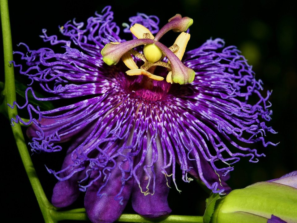 Inspiration_Passion_Flower