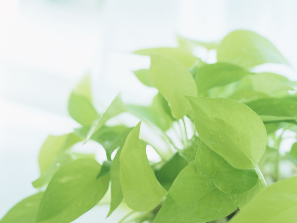 Interior_herb_GN023