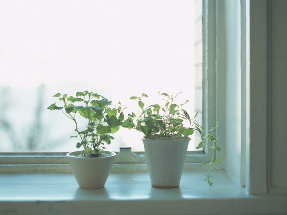 Interior_herb_GN136