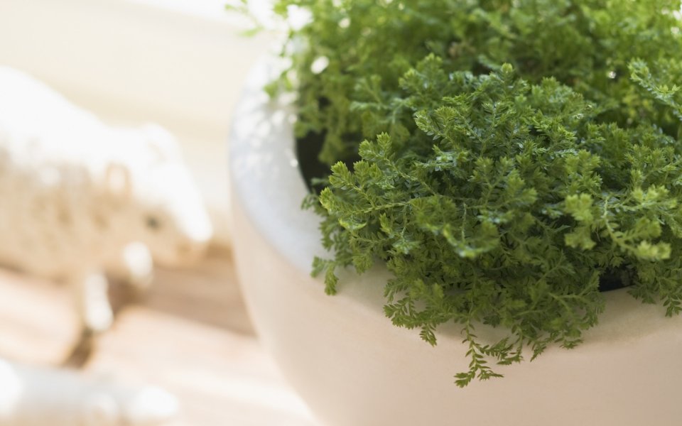 Fresh Potted Selaginella Plant