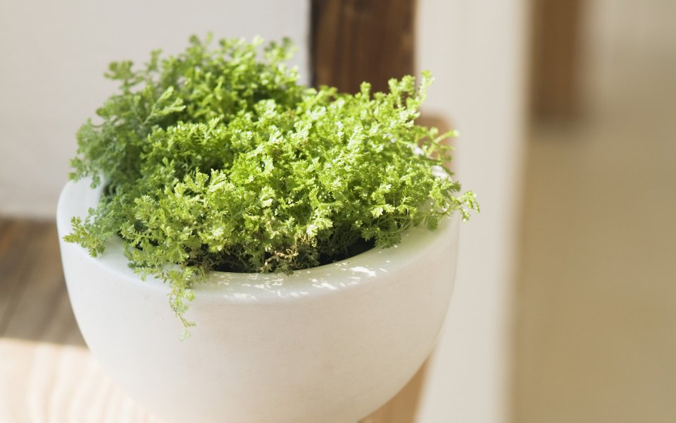 Interior_herb_HQ012
