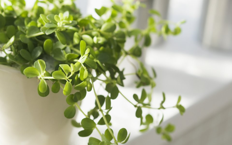 Interior_herb_HQ025