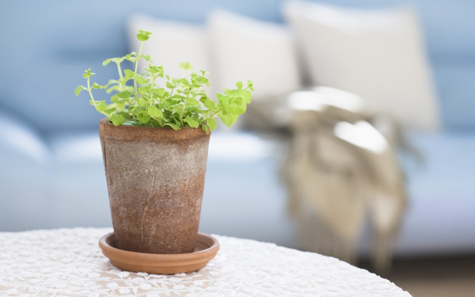 Interior_herb_HQ027