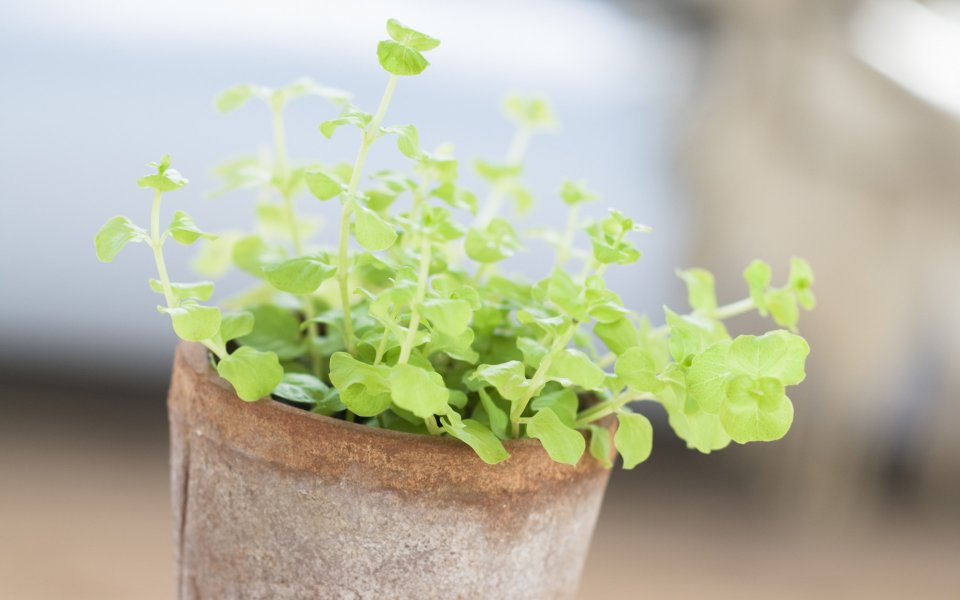 Interior_herb_HQ028