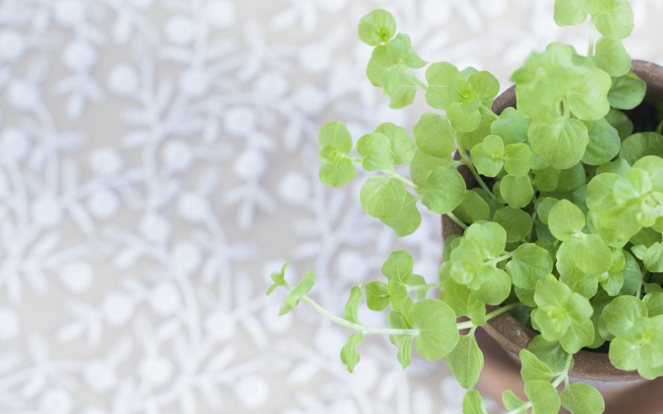 Interior_herb_HQ029