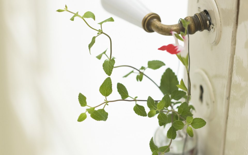 Interior_herb_HQ040
