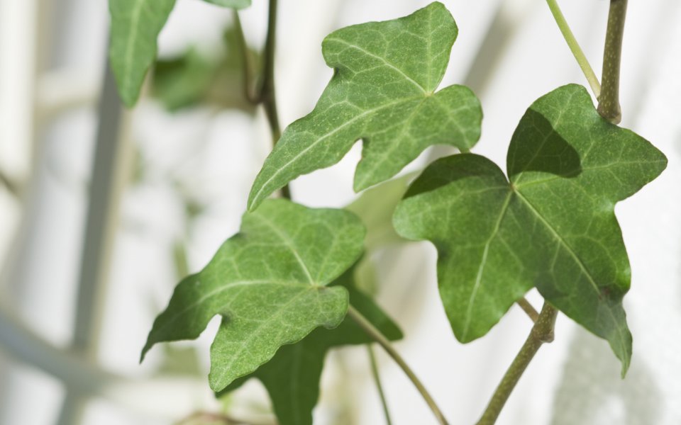 Interior_herb_HQ047
