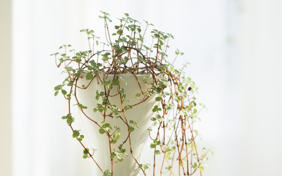 Interior_herb_HQ057