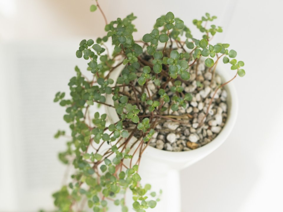 Interior_herb_HQ059