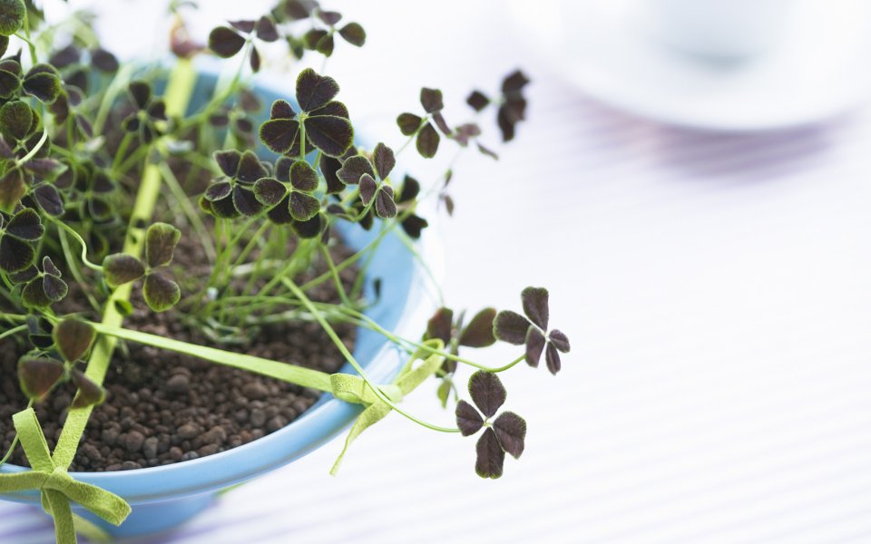 Interior_herb_HQ067