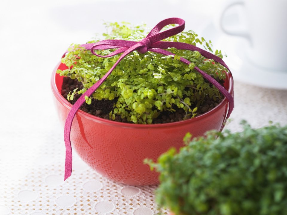 Interior_herb_HQ072