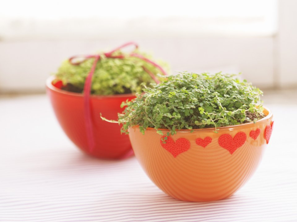 Interior_herb_HQ074