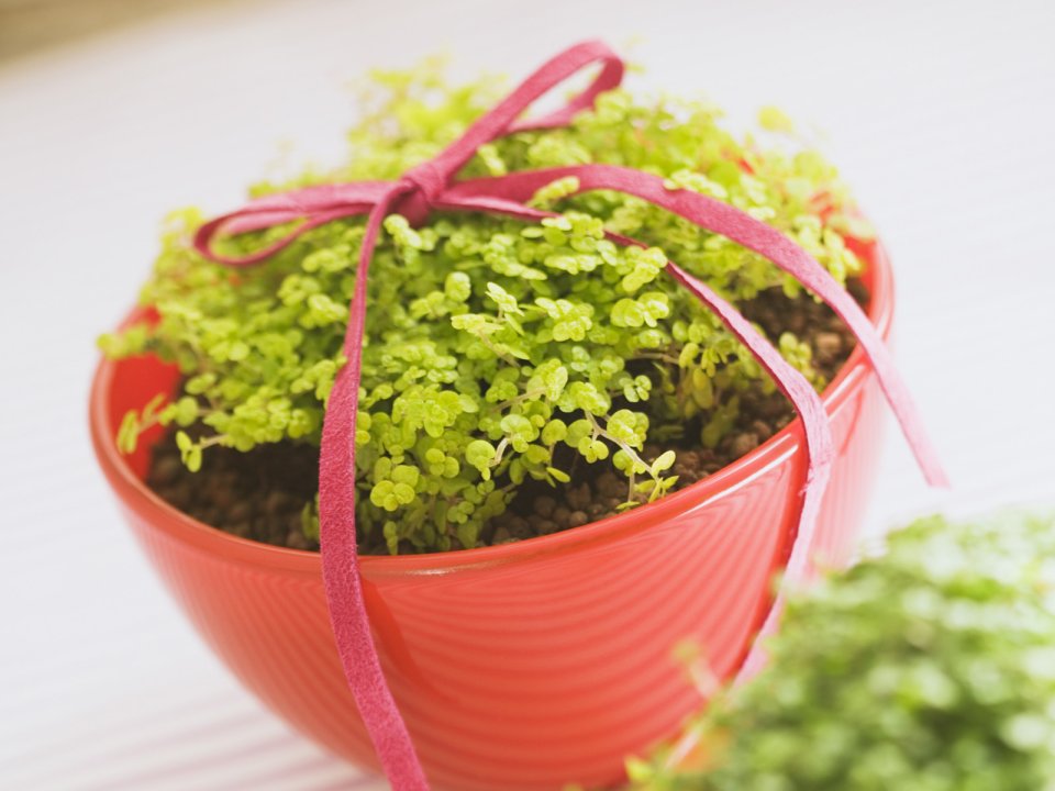 Interior_herb_HQ075