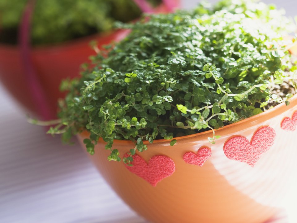 Interior_herb_HQ076