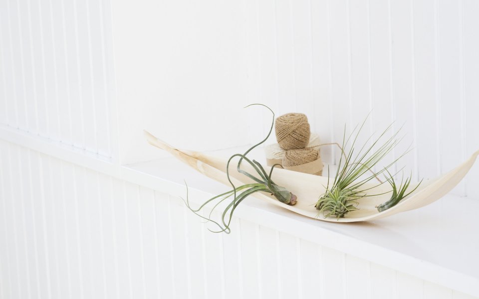Interior Herb Hq086