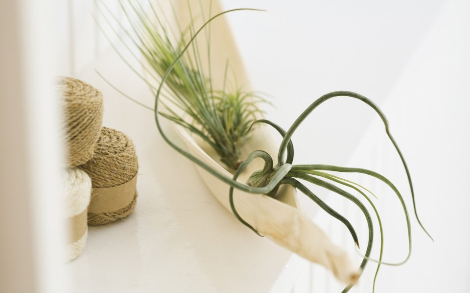 Minimalist Air Plant And Jute Twine Decor