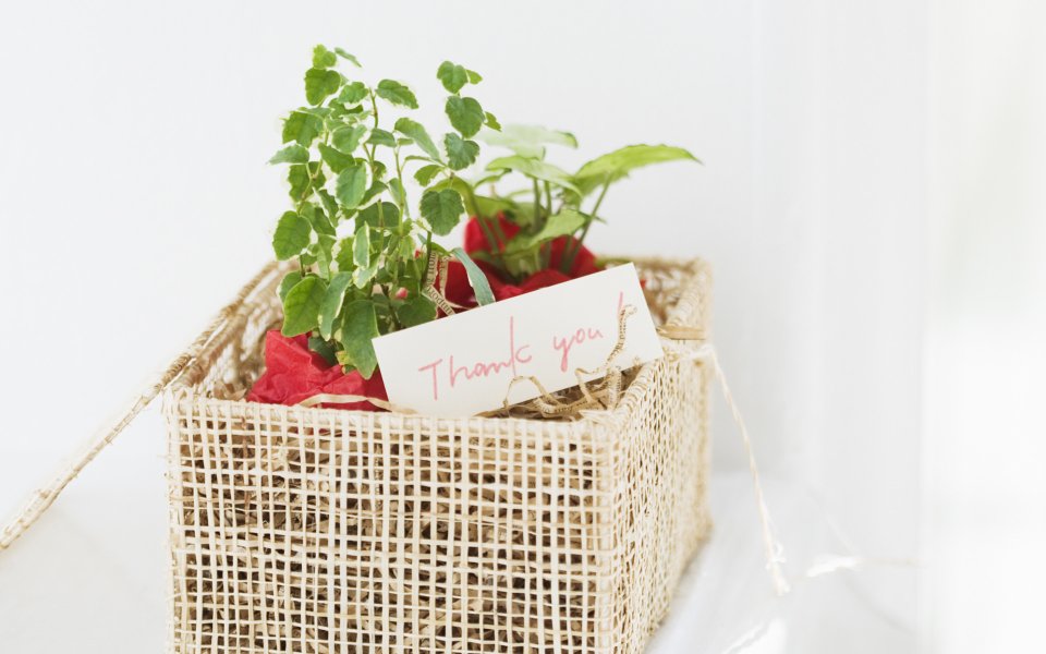 Interior Herb Hq091