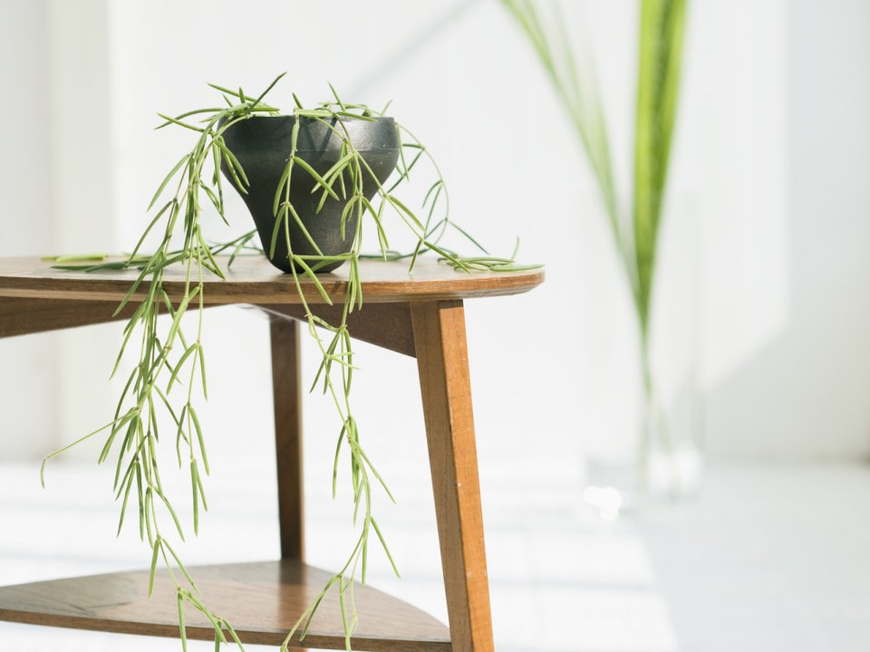 Interior_herb_HQ099